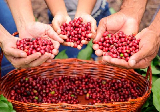 Dia Nacional do Café: rede Asbraer impulsiona produção cafeeira na agricultura familiar