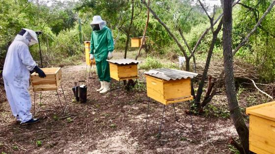 Rede Asbraer fortalece crescimento da produção de mel no Brasil
